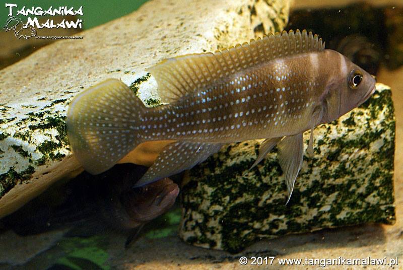 Neolamprologus tetracanthus
